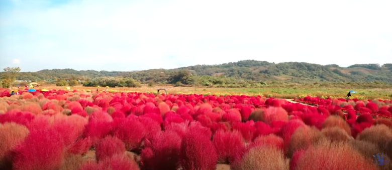 임진강-댑싸리공원