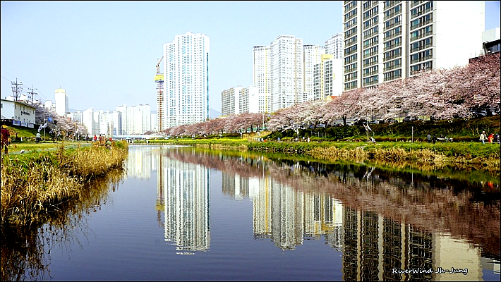 온천천벚꽃현황
