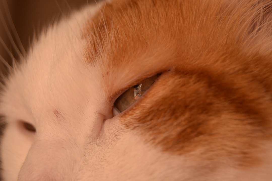 Pet.