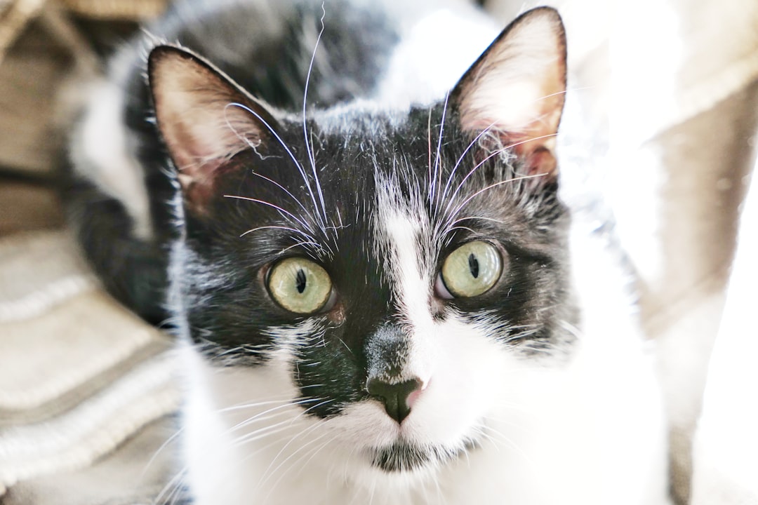 'Chat'