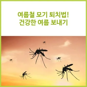 모기 박사님 추천 모기 퇴치법과 여름철 모기 없는 집 만들기 실전 전략_7