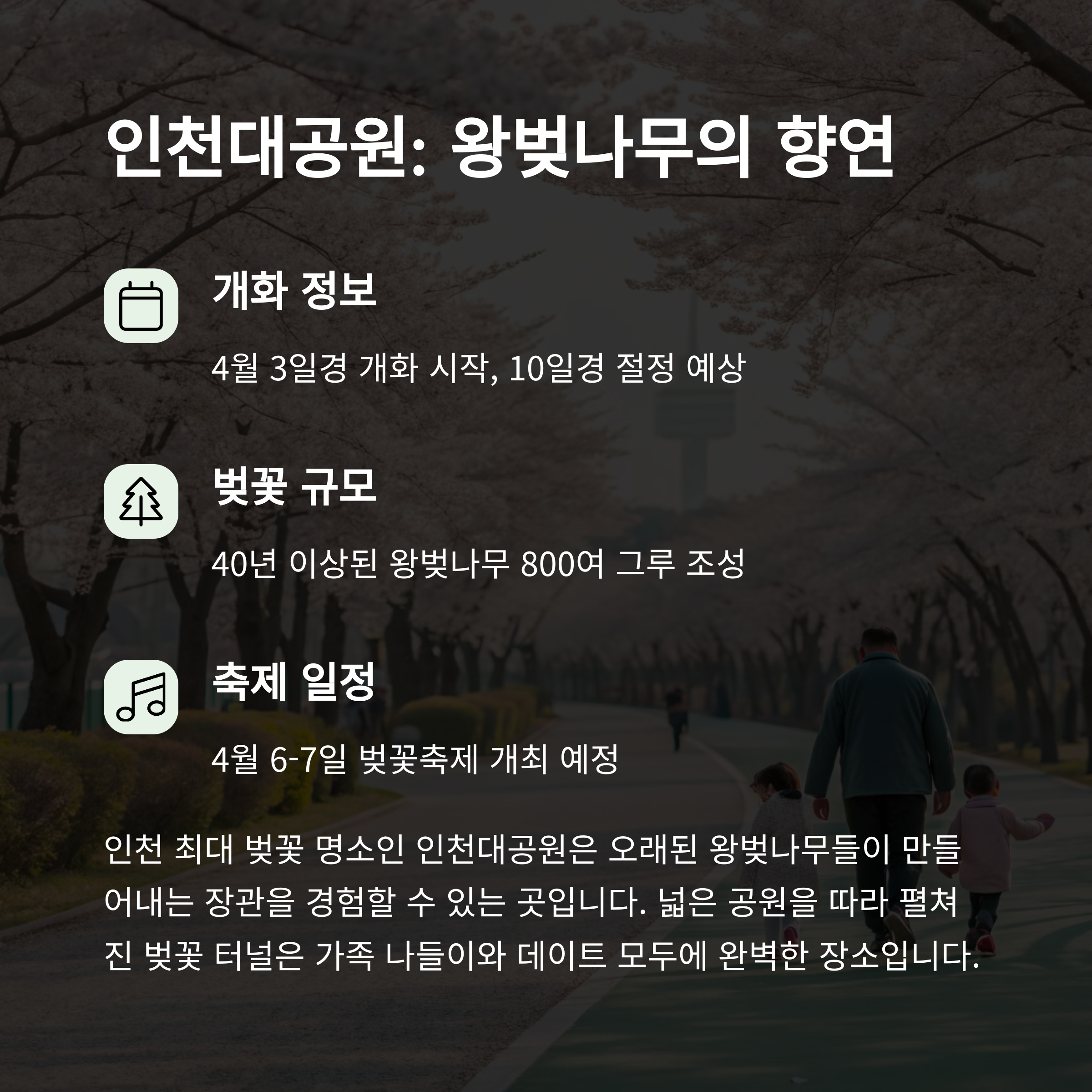 인천 대공원: 왕벚나무의 향연