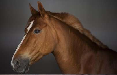 2026년 병오년 개띠 신년운세 총정리|무료로 보는 정확한 운세