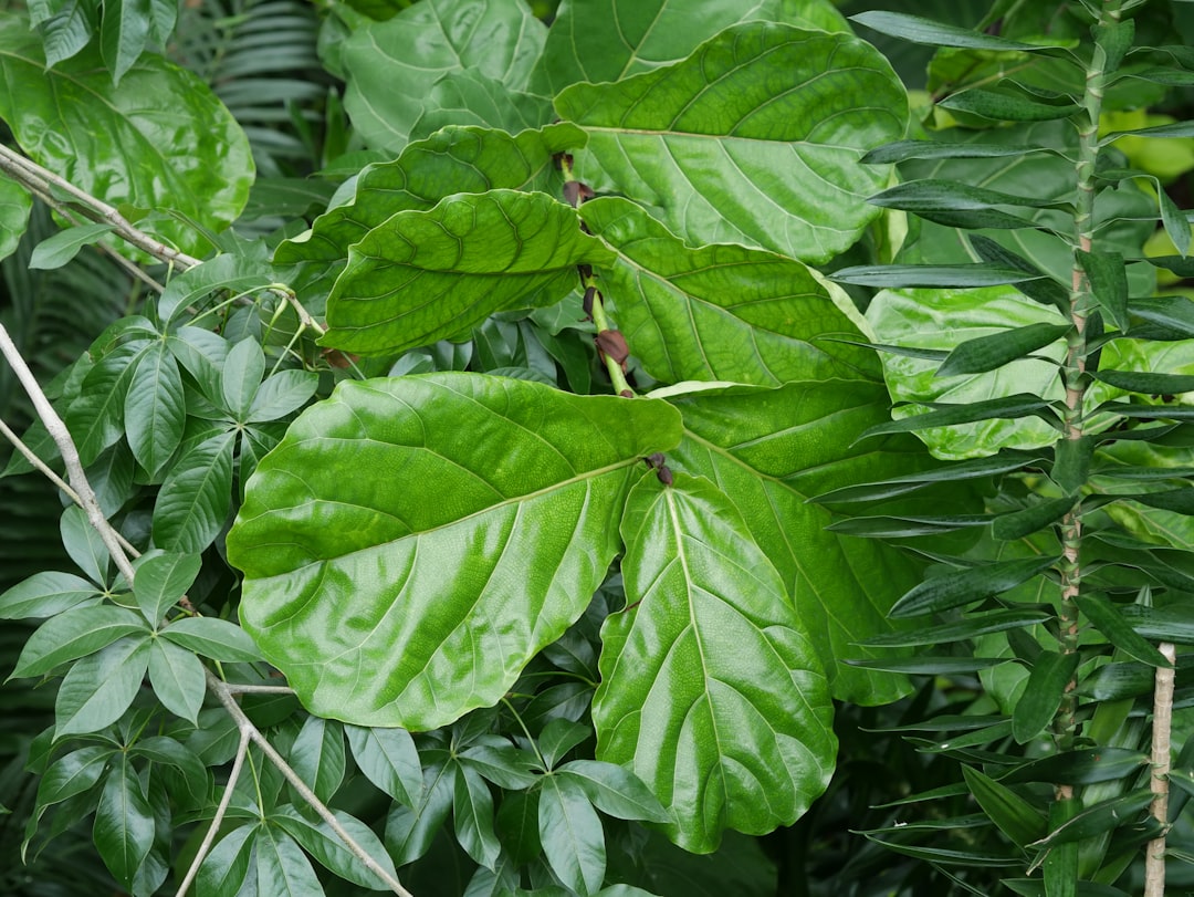 Kakaopay