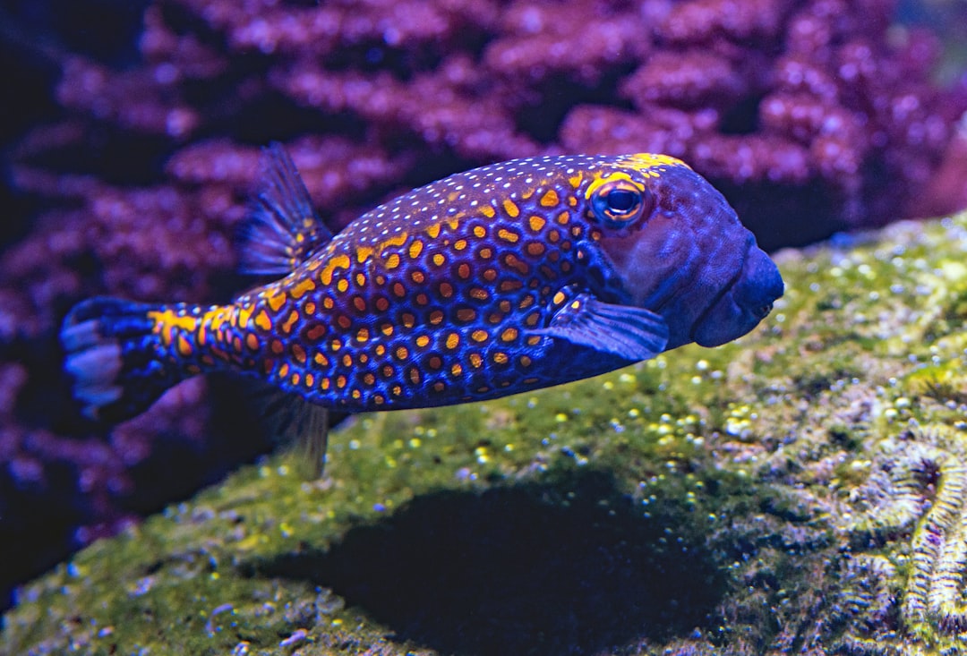 Fish