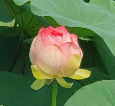 생생정보 택시맛객 오백 년 역사의 숨결 따라 떠나는 당진 여행 기지시줄다리기축제·골정저수지·민영이네횟집