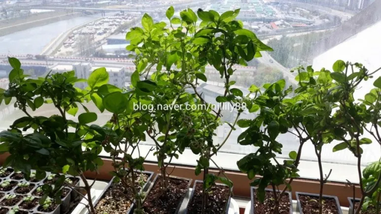 바질 키우기 물주기 수확시기 가지치기 향 유지 실내 허브 가이드_7