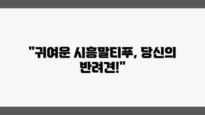 시흥말티푸분양 알아봅니다