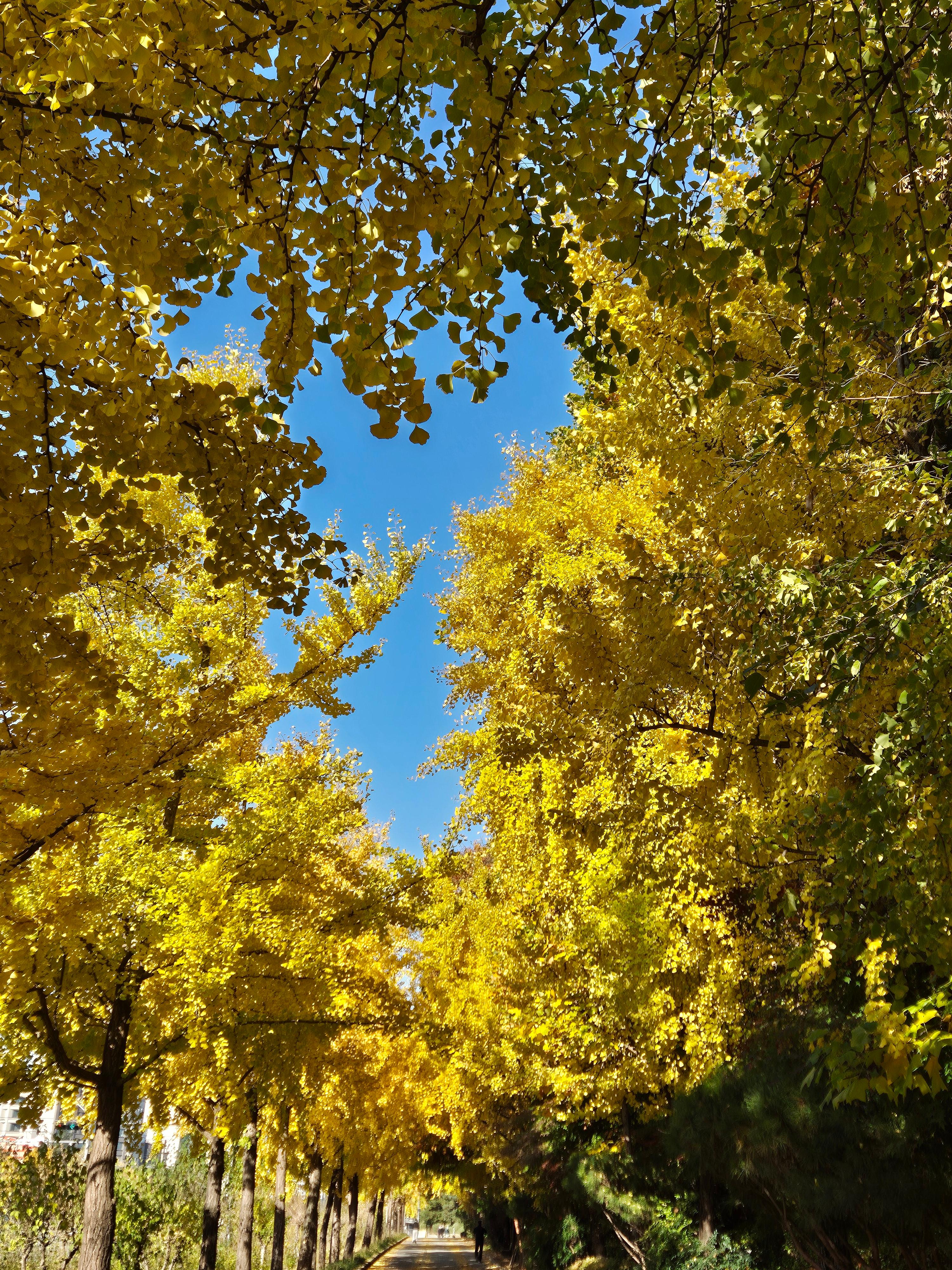 단풍나무길 하늘