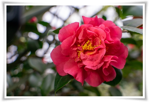 "동백꽃" 겨울의 끝 봄의 우아함을 담은 붉은 보석!