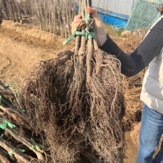 6시내고향 옥천 묘목 중 호두 묘목