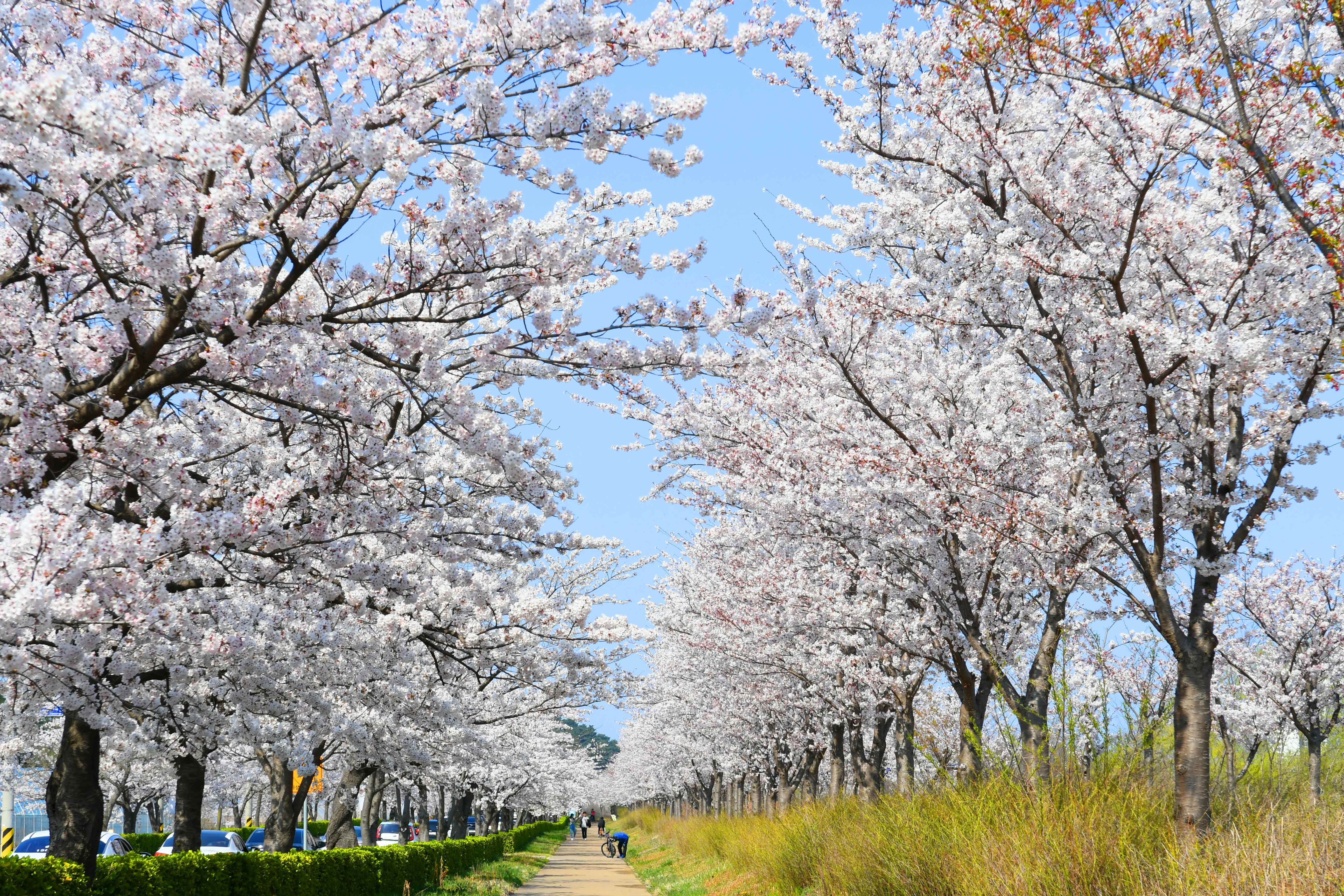 강릉 경포호수 벚꽃