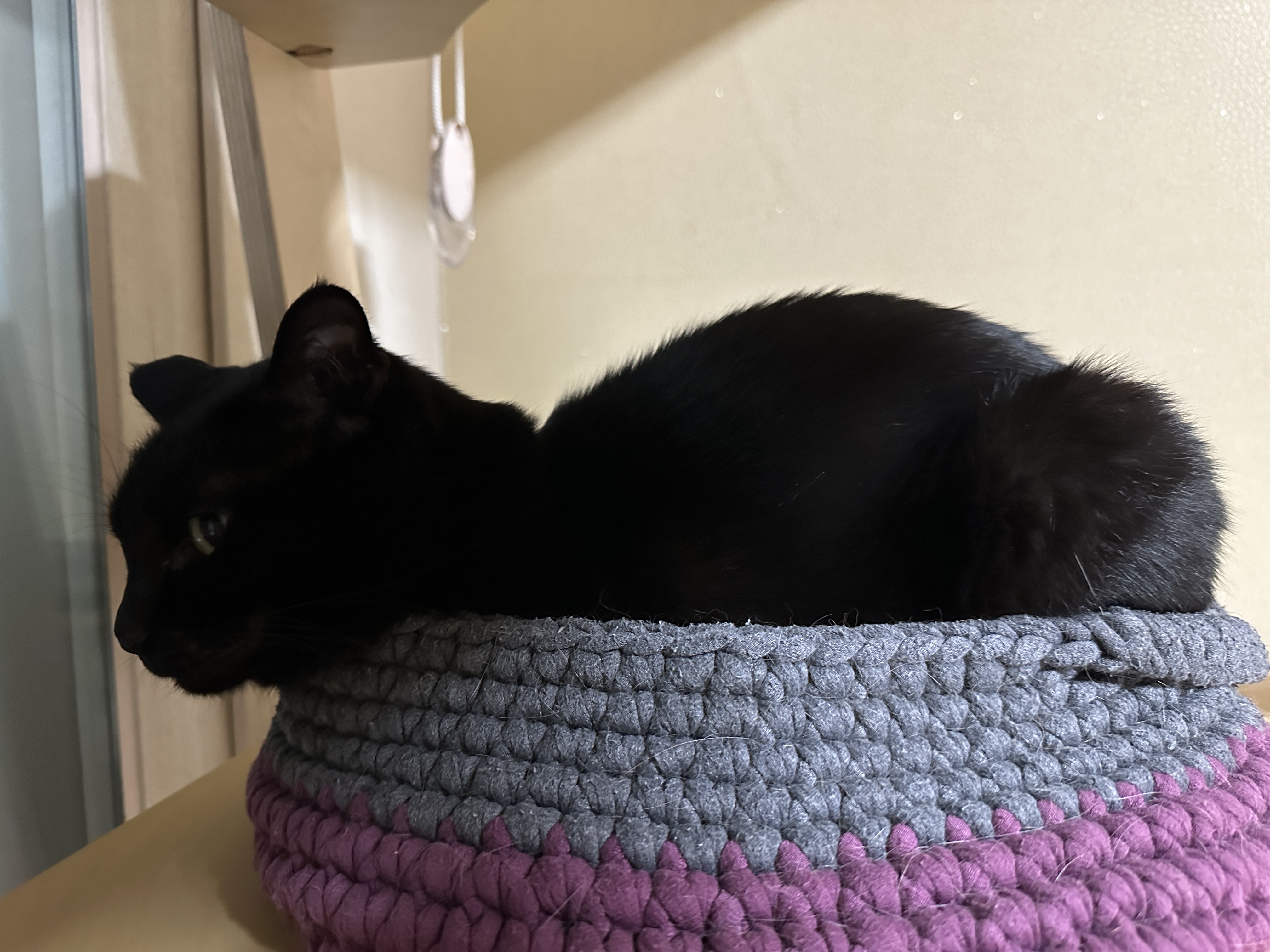 센티한 건이 모음.. (feat. 문화생활 즐기는 고양이 건이)