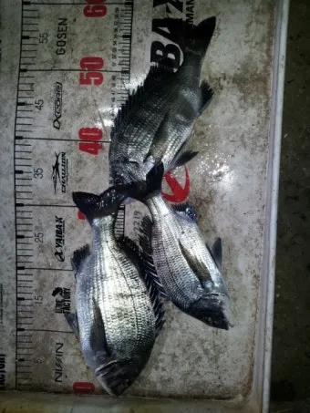 디낚 점주 조황 전국 바다낚시 출조 꿀팁_8