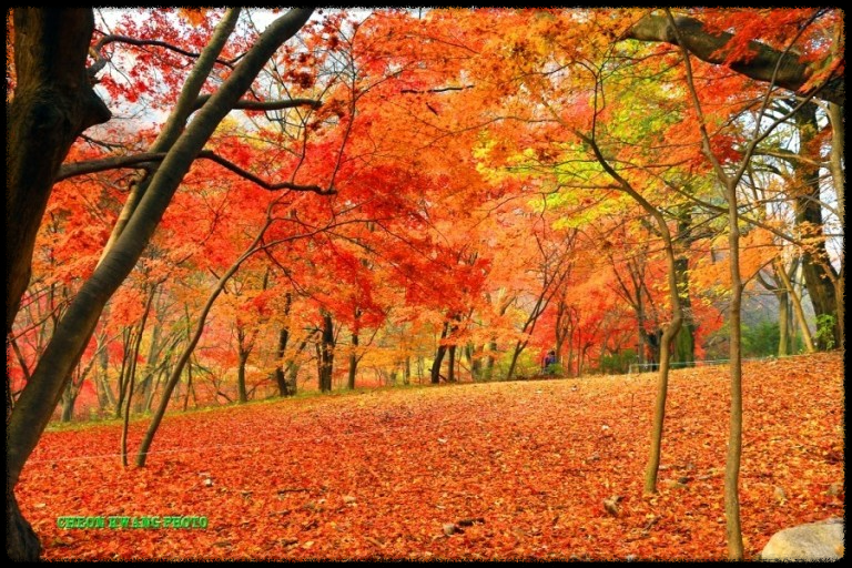 2024 가을, 국내 단풍 명소 추천: 절정 시기와 여행 팁까지 완벽 가이드