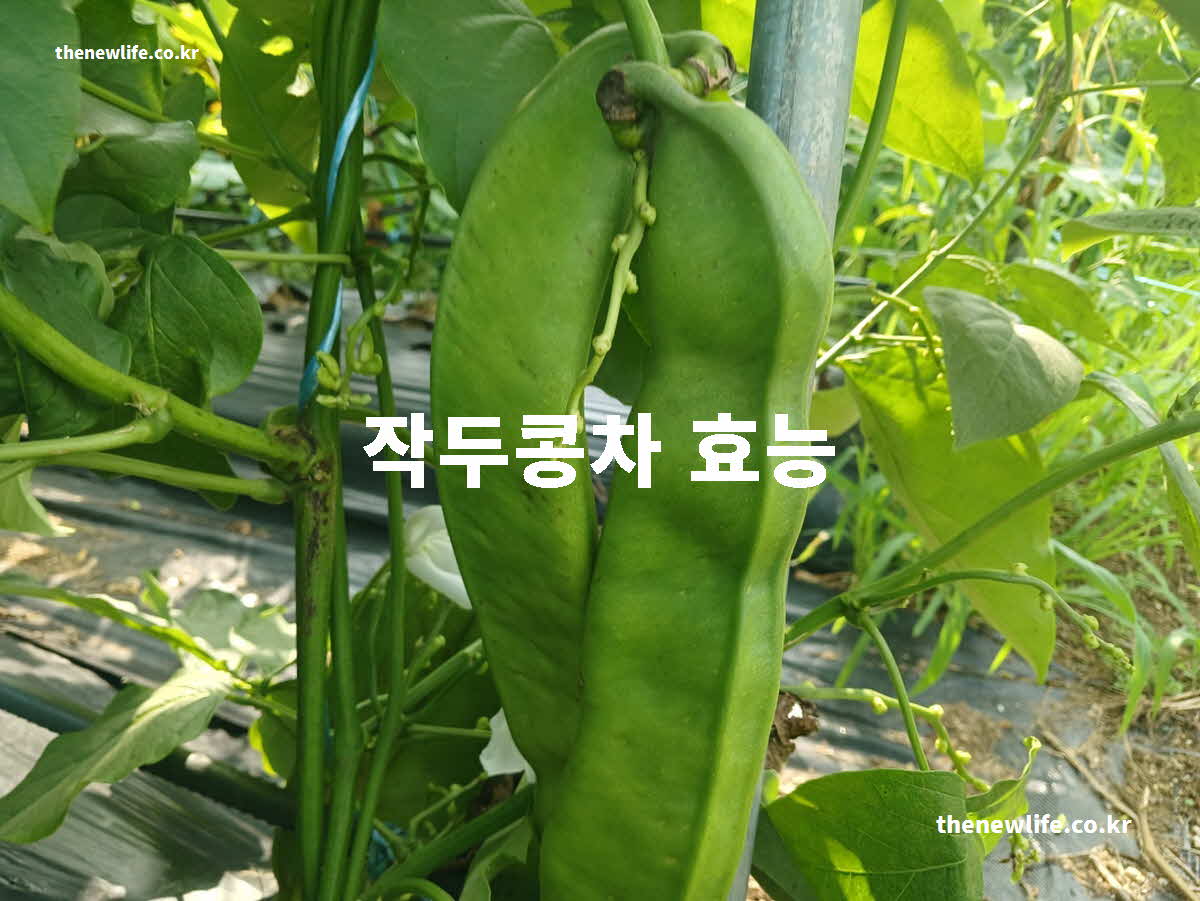 작두콩차 효능 대표 실사진