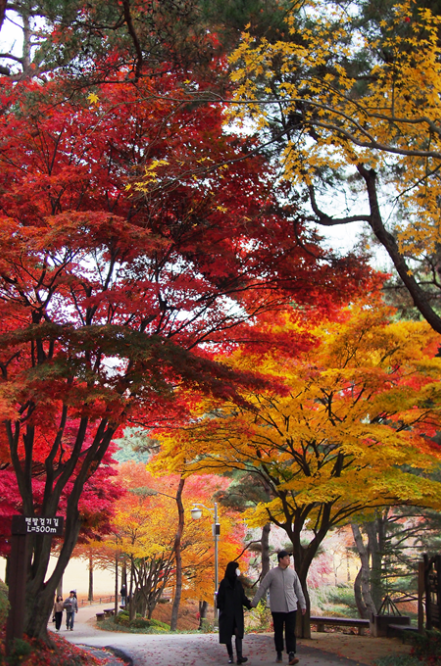 청남대 가을축제