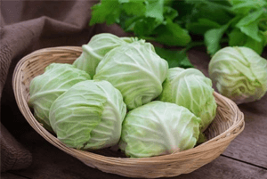 양배추효능07