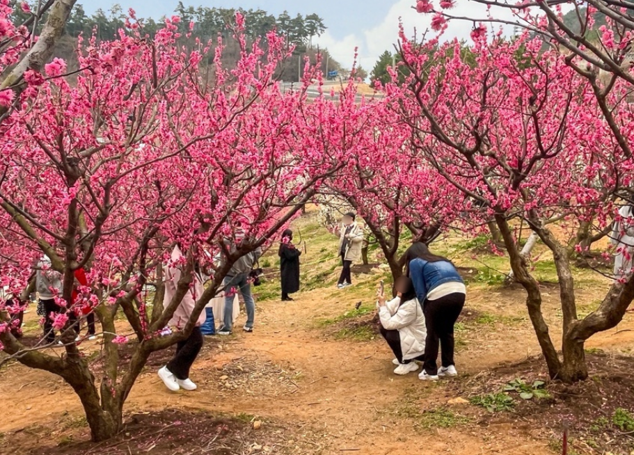 부산 기장 매화원1