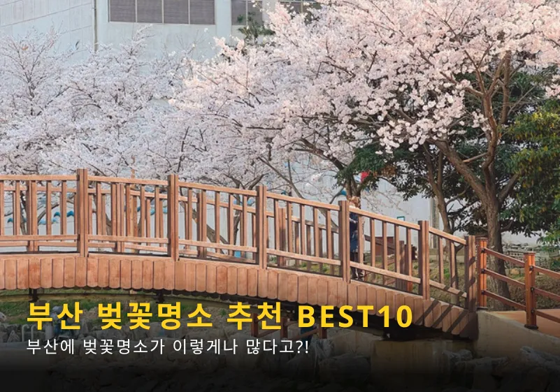 부산 벚꽃 명소 추천 숨겨진 뷰포인트_6