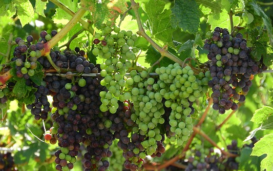 소상공인 대출이자환급 08