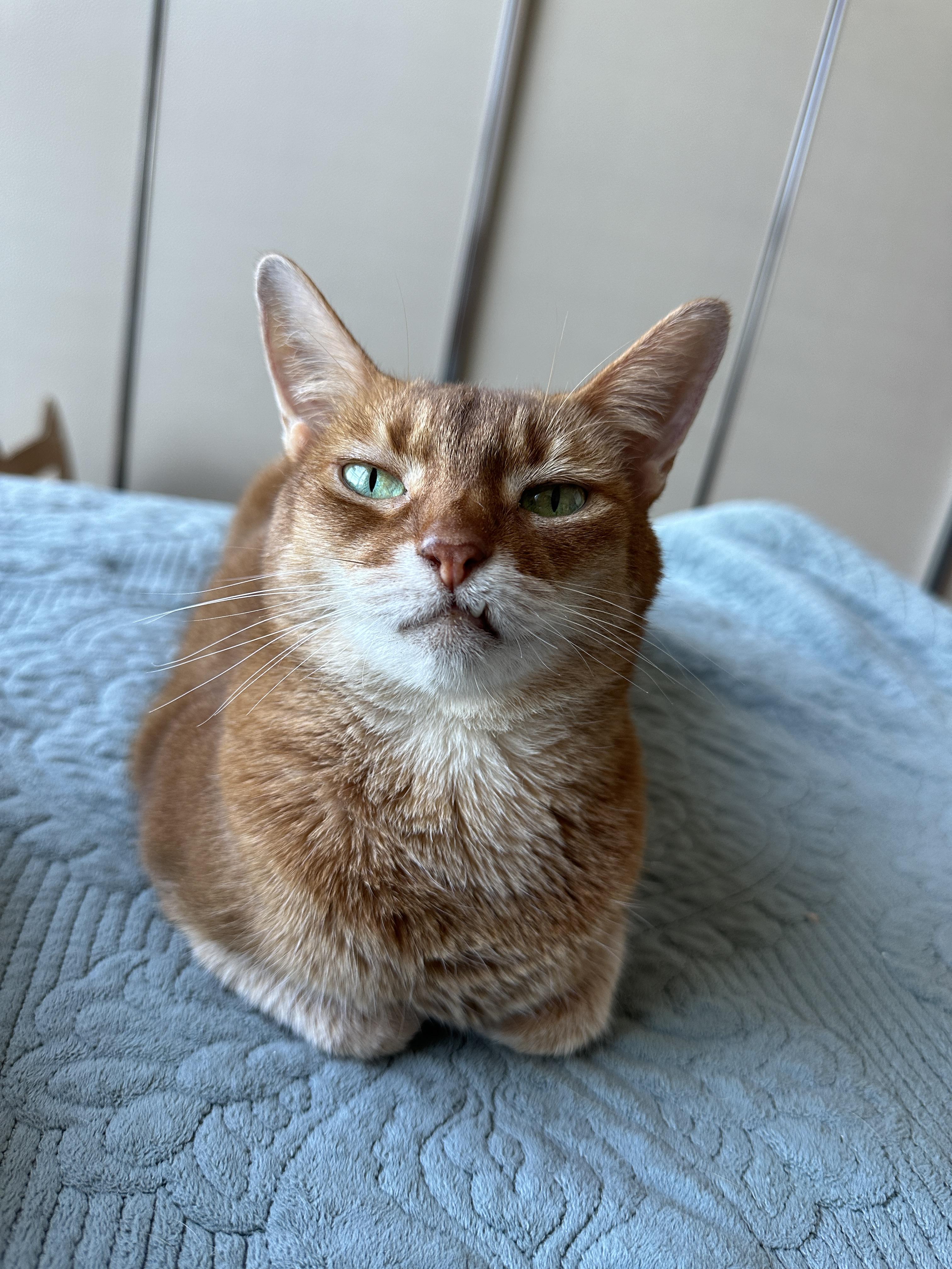 아비시니안_쏘렐_루나