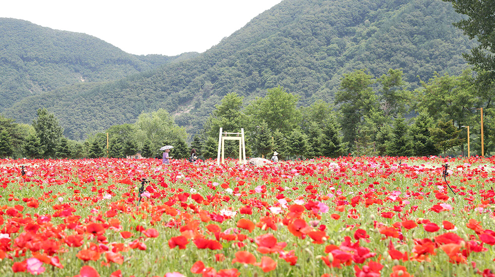 2025 자라섬 꽃 페스타 / 사진=가평군 문화관광 출처