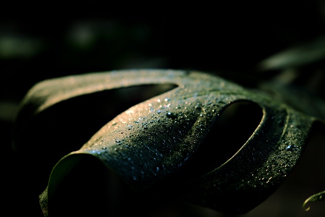 공간별 반려식물 추천: 거실, 주방, 욕실에 어울리는 식물