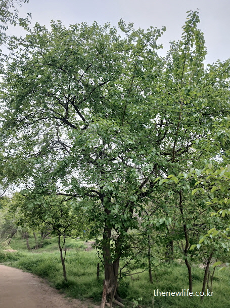 서울 여의도 샛강에서 자라는 커다란 뽕나무 – 뽕잎 효능이 현실에 존재하는 자연의 산물임을 보여주는 실사