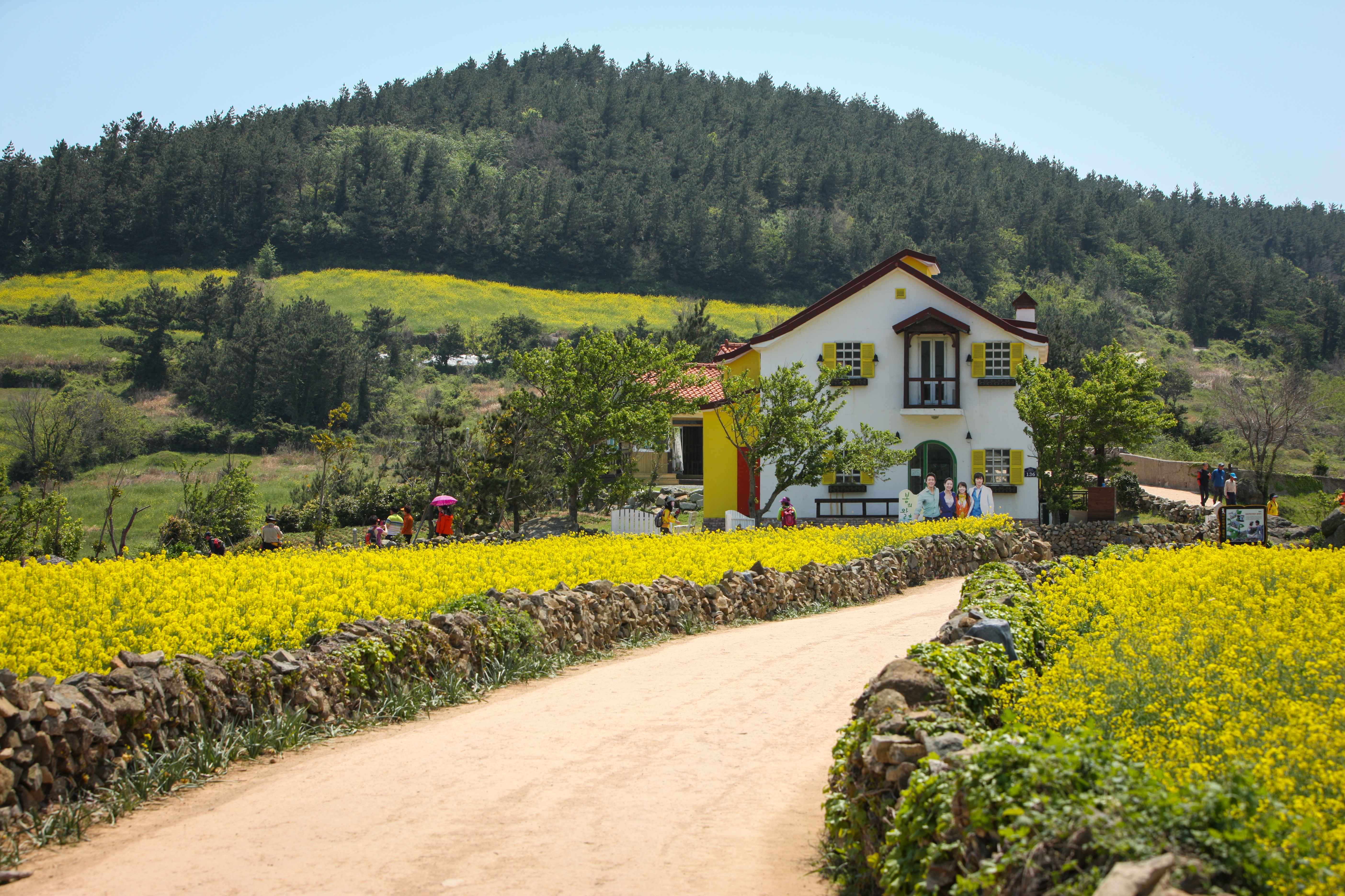 청산도, 느림의 미학을 걷는 봄날의 여행