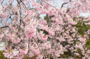 2026 벚꽃 추천 장소 지역별 완벽 정리