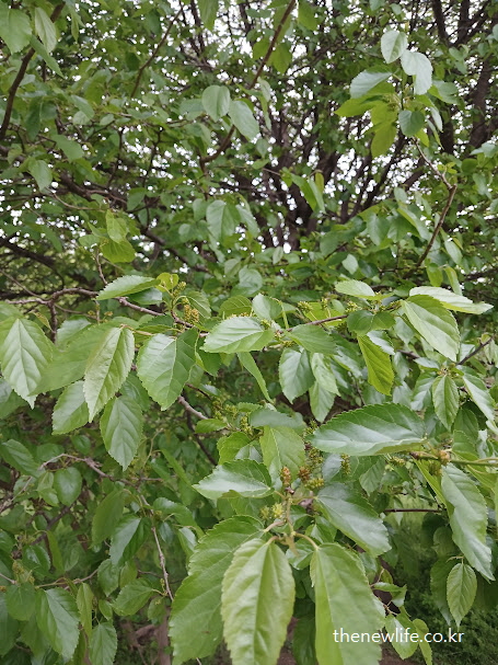 여의도 샛강생태공원의 초여름 뽕잎 – 뱃살 다이어트에 도움 되는 뽕잎 효능 대표 이미지