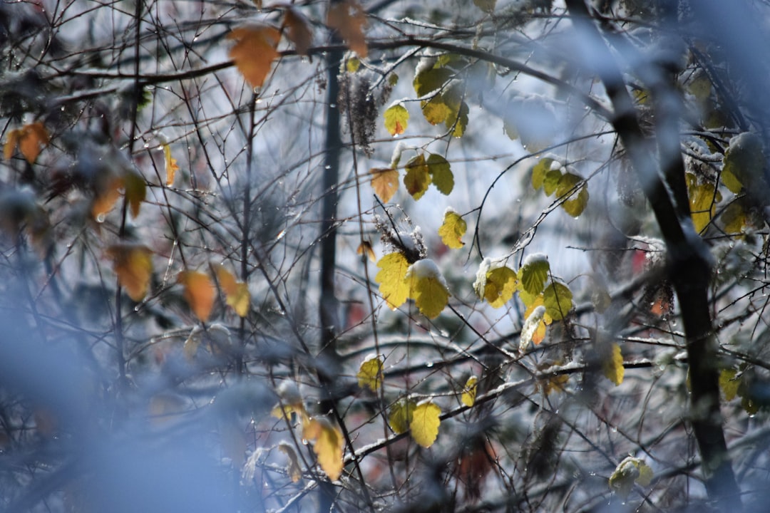 Seasonal