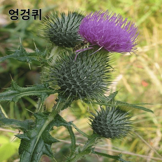 엉겅퀴의 영양소 및 효능, 채취방법, 요리 레시피