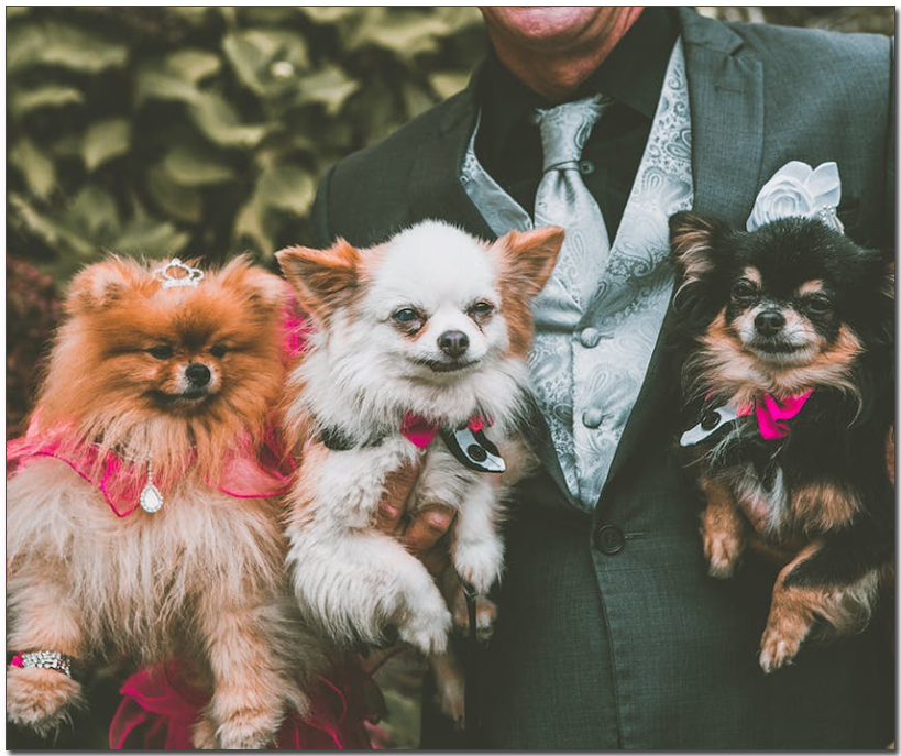 ํฌ๋ฉ๋ผ๋์ ์ธ๋ง๋ฆฌ๋ฅผ ๋ค๊ณ ์๋ ๋จ์