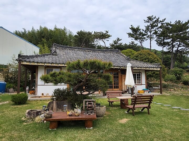 기와집 앞의 소나무