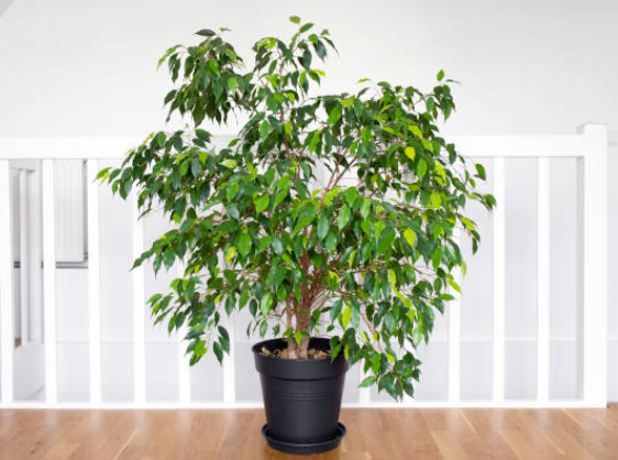 벤자민고무나무