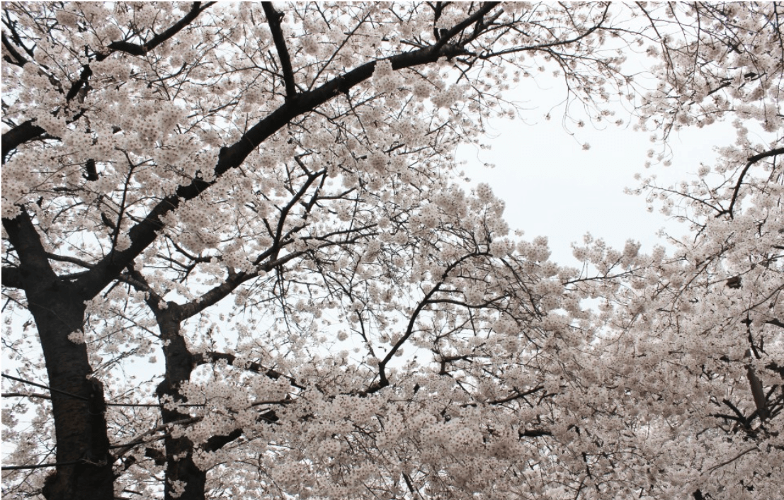 여의도벛꽃축제