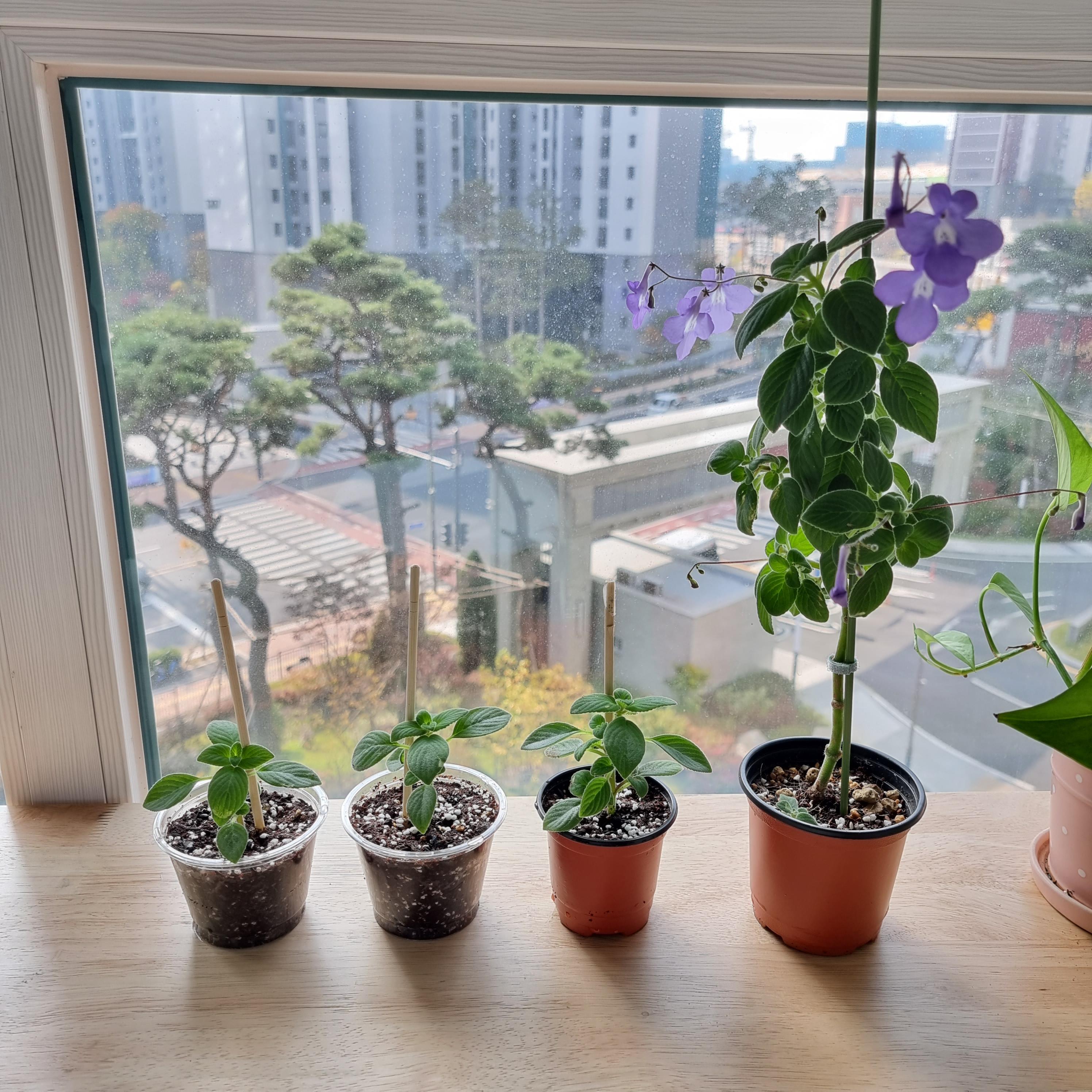 삭소롬