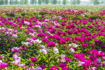 핫들생태공원 합천 산청 진달래축제_20