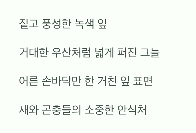 여름: 시원한 녹색 그늘을 선물하다