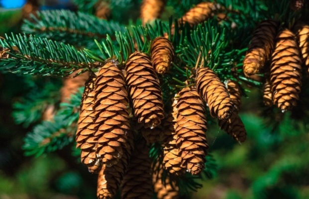 피크노제놀 적정 섭취량