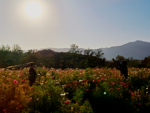 철원 고석정꽃밭 온천여행꿀팁