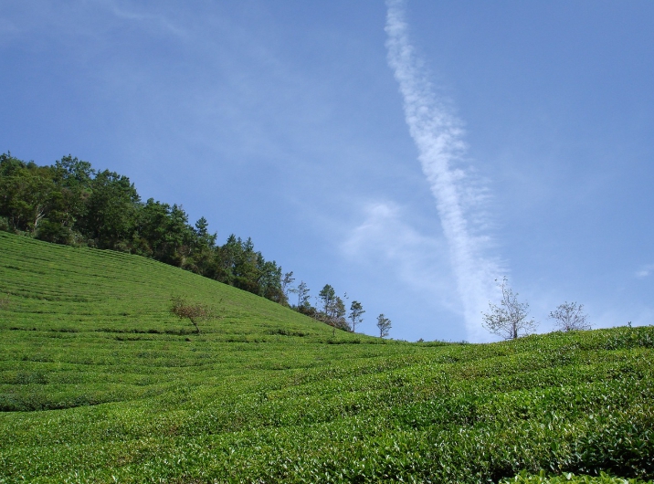 보성 녹차밭