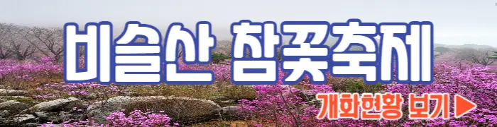 비슬산 참꽃축제 개화현황_1