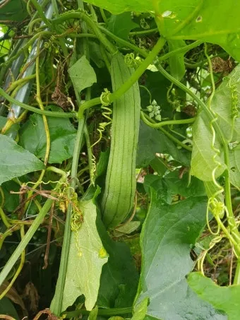 수세미 재배 덩굴 유인 통풍 관리 수확 건조_2