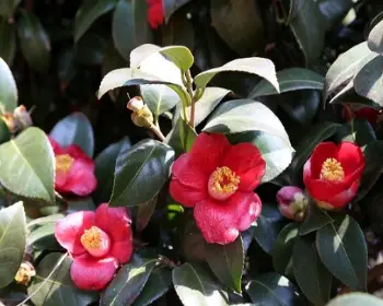 서천 동백꽃 주꾸미 축제_28