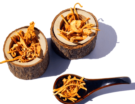 2개의 작은 나무통에 노란색의 가느다란 동충하초들이 소복하게 담겨있다. 그리고 앞에 있는 검정 나무 숟가락에 노란 동충하초가 들어있다.