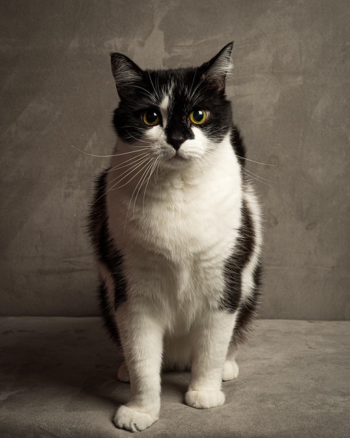 죽은 고양이 꿈 해몽(무료 꿈 해몽 풀이)