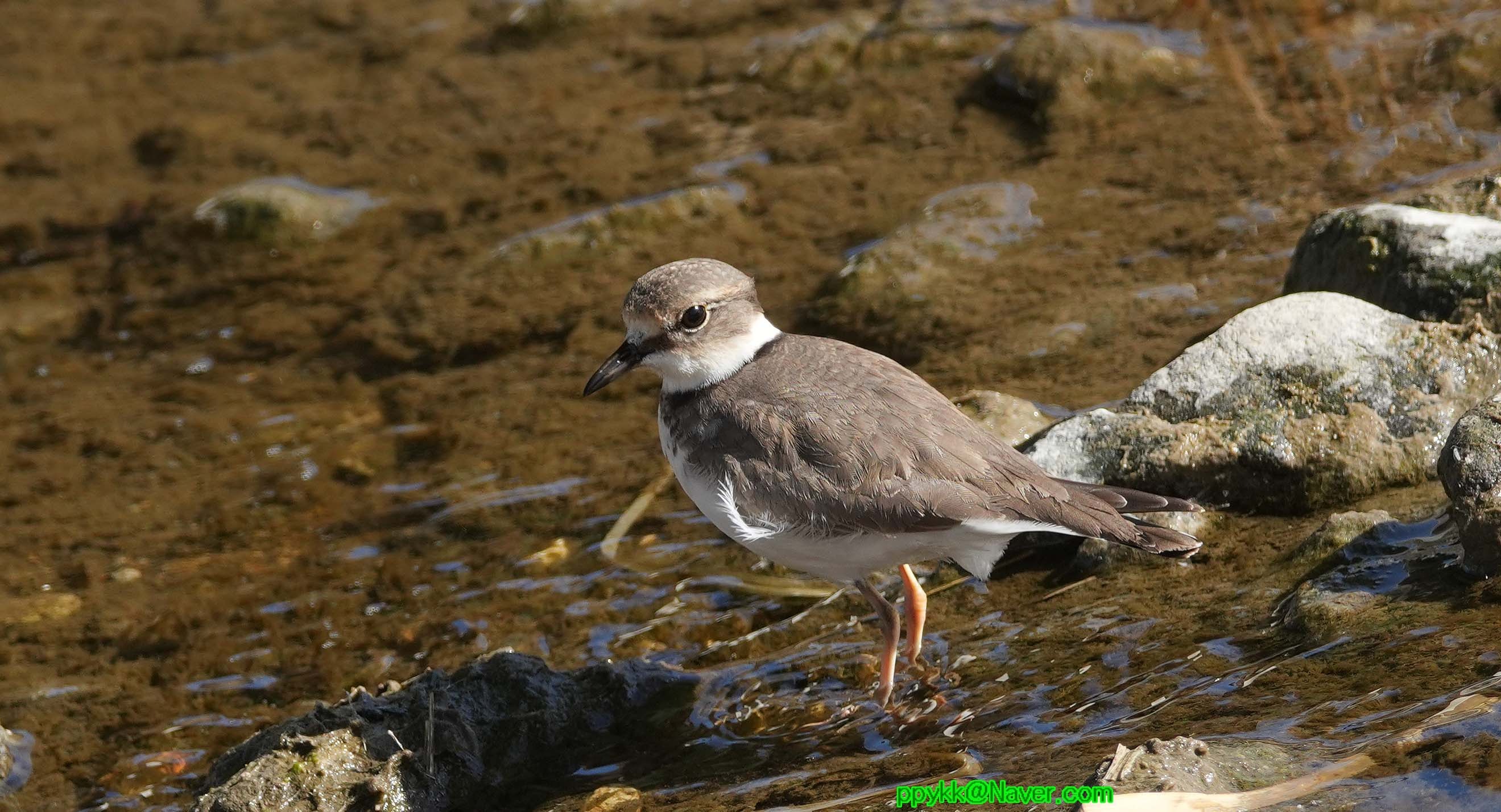 흰목물떼새, 갯벌 위의 마지막 경계자